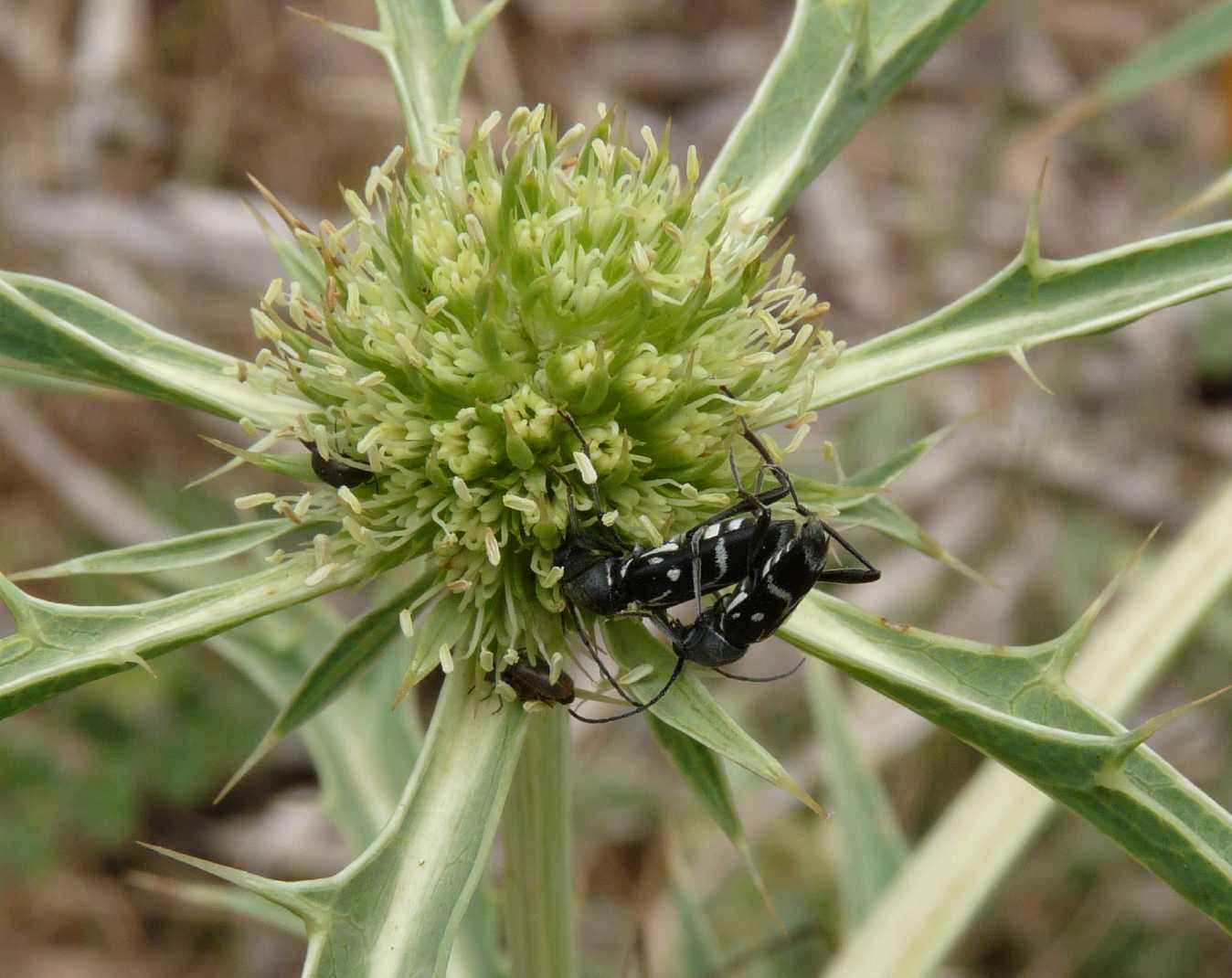 Clorophorus sp. in accoppiamento